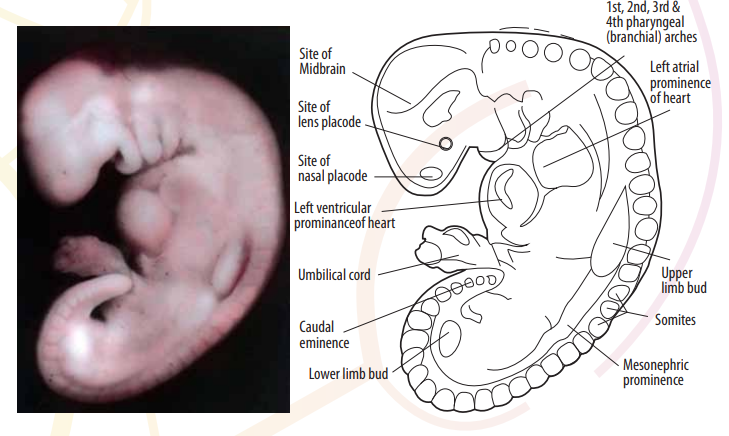 কুরআনে ভ্রূণ বিকাশের ধাপসমূহ। 'আলাকা' ধীরে ধীরে একটি অপূর্নাংগ শিশুর আকৃতি ধারণ করে যাকে مضغة বলা হয়।