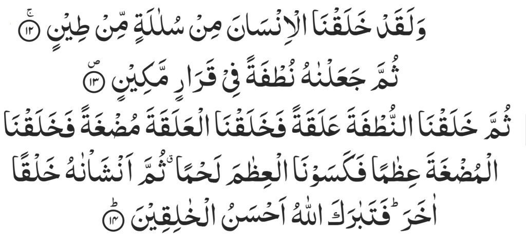 কুরআনে ভ্রূণ বিকাশের ধাপসমূহ, আধুনিক ভ্রূণতত্ত্ব সূরা আল-মু’মিনুন ২৩:১২-১৪